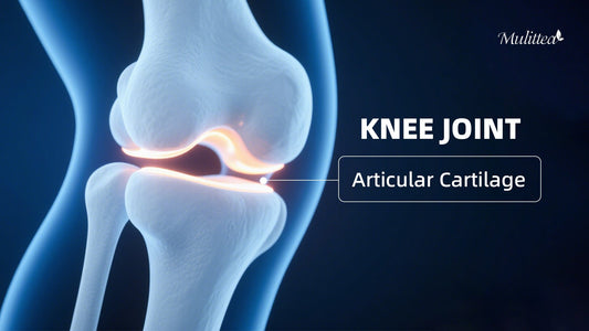 Glucosamine helps form and repair cartilage, while Chondroitin maintains cartilage hydration and elasticity