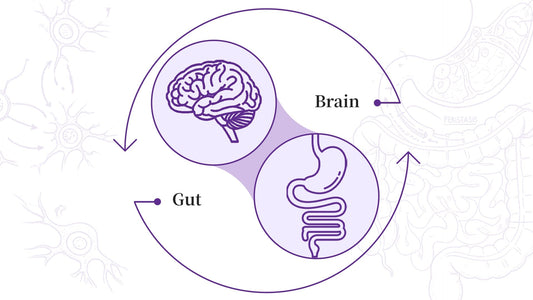 What Is the Gut–Brain Axis—and Why It Matters