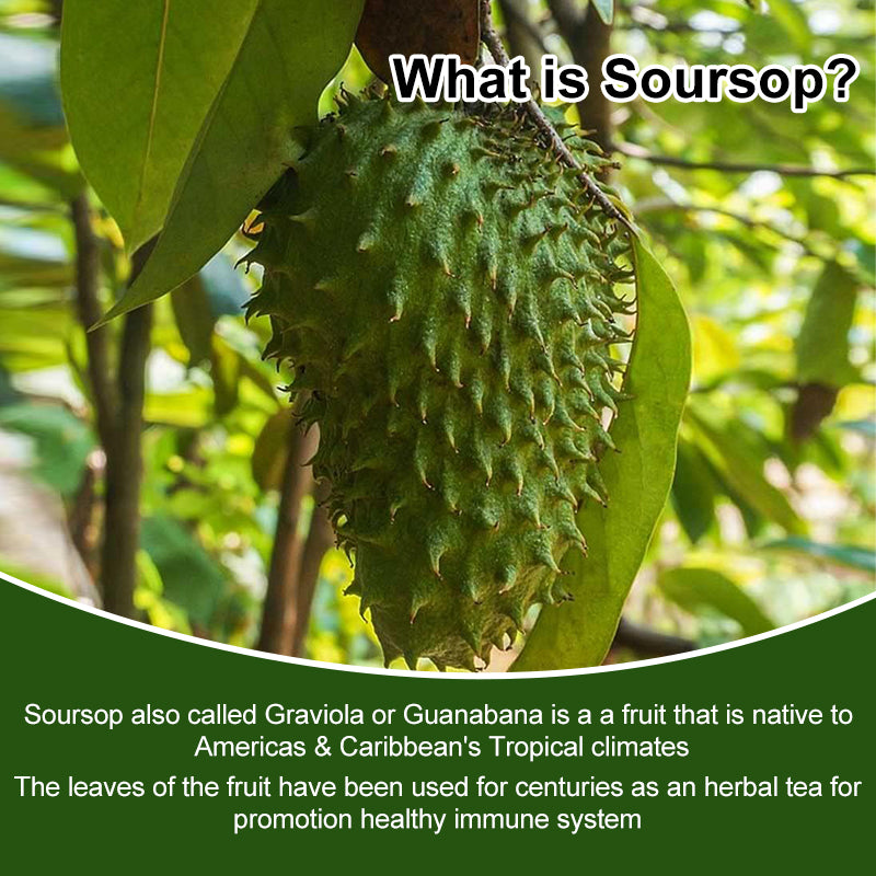 Mulittea Soursop Graviola Capsules – 120 Easy Swallow Softgels