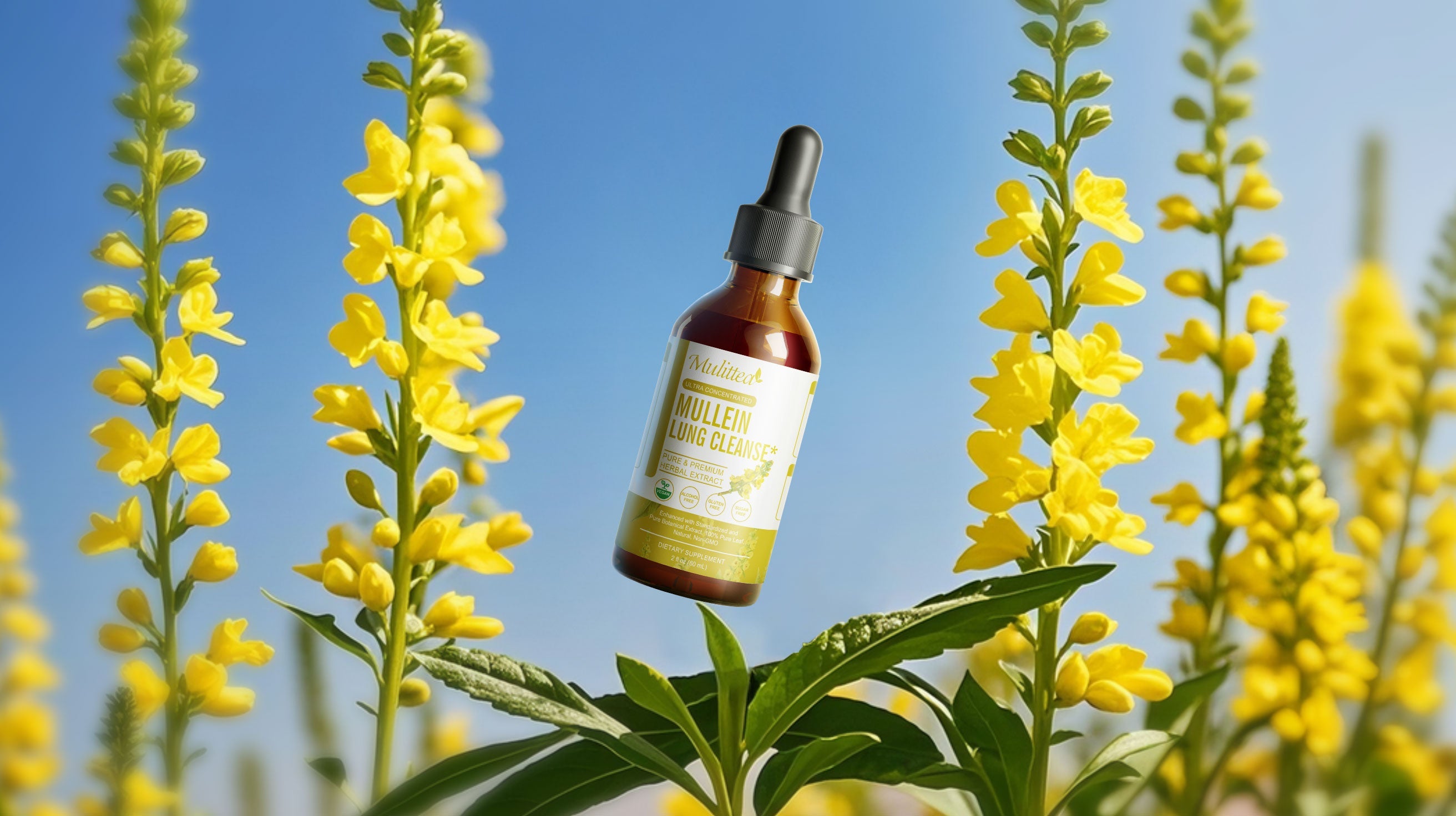Mullein Liquid Drops: A Convenient Way to Support Lungs and Immune System