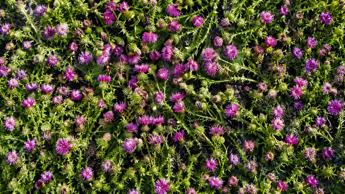 Top-down flat lay of Milk Thistle plants
