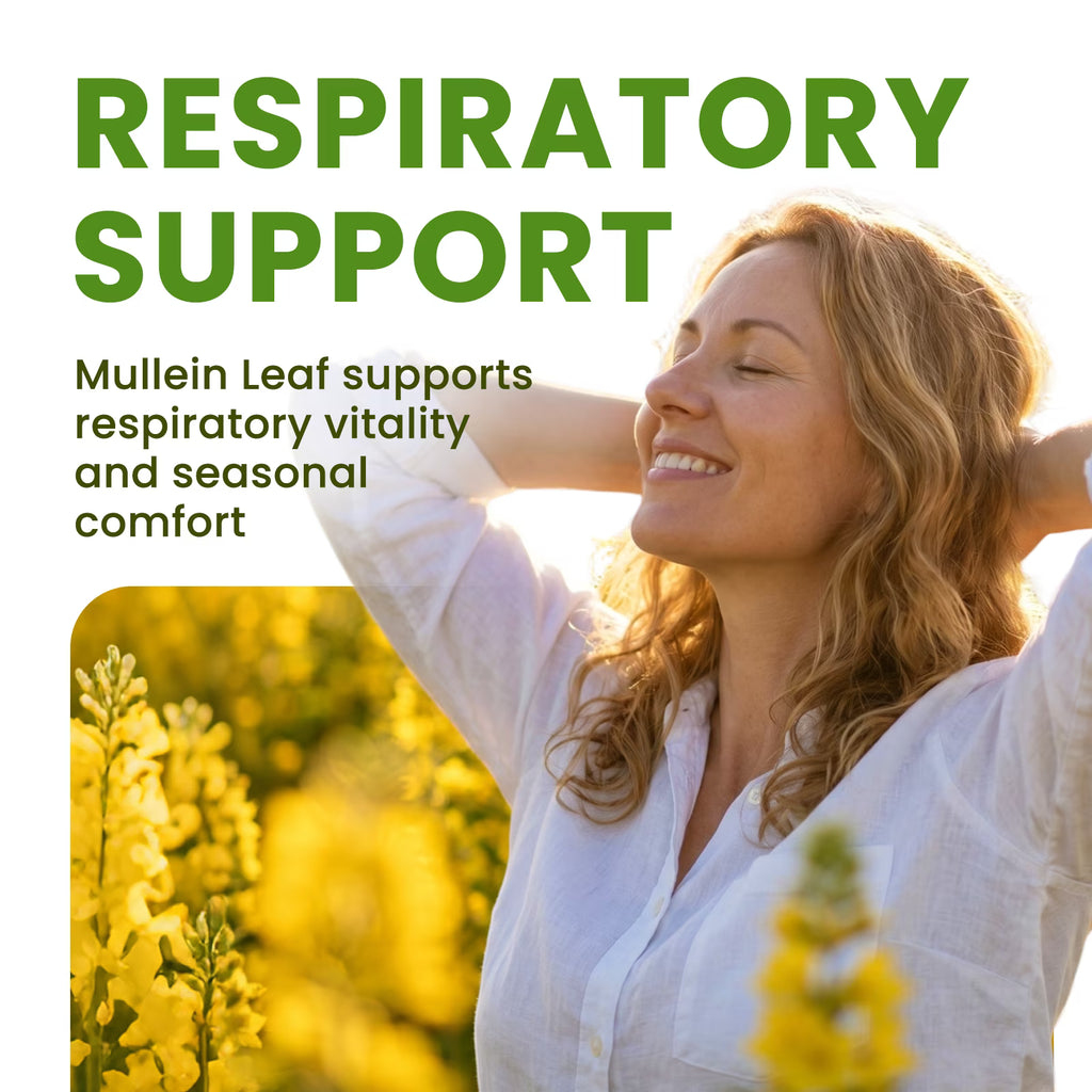 (2 Pack) Mulittea Mullein Leaf Capsules - Herbal Dietary Supplement for Lung Detox & Healthy Breath - 240 Capsules