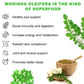 Mulittea Moringa (Malunggay) Capsules With Turmeric Rich in Nutrients and Antioxidants Anti-Inflammatory,Improved Energy, Metabolism, Immune Booster